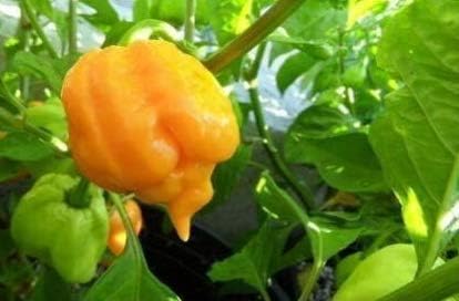 Seeds Trinidad Scorpion Butch T Yellow Pepper Worlds Hottest Extreme Chili Fresh Seeds #EL01YN (30 Seeds)