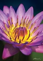 Trefl Nature Limited Edition Flowers Chromatea Waterlilly Puzzle (1000 Pieces)