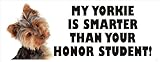 Dogs - My Yorkie Honor Student