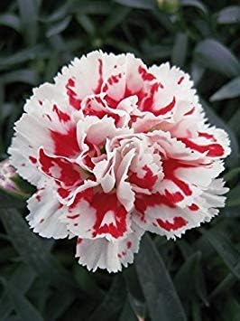 Amazon Co Jp 花の種子 バルコニーの庭のための雨のシーズン種子用grenadin白雪姫花の種子 ホームガーデンの種子エコパック 植物の種子 ホーム キッチン