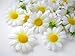 (12) Silk White Gerbera Daisy Flower Heads , Gerber Daisies - 1.75