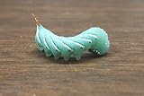 25-30 Live Hornworms with enough food to grow them from 1-1/2 to 2
