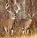 Outdoor Hunting Lab Synthetic Calming Lure for Deer Hunting | 2 oz | 2 Bottle | Whitetail Deer and Buck Scent Attractant