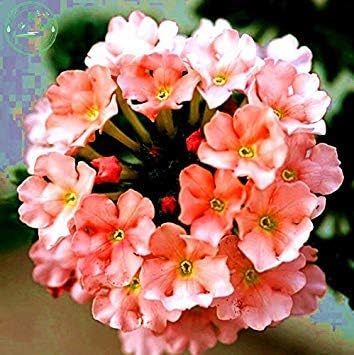 Amazon Co Jp E66 5 50pcsの家庭菜園用バーベナの種 バーベナhortensis バルコニーの植物の花の種内部のハイブリrareseedsの花 ホーム キッチン