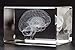 Brain Model Glass Paperweight Crystal 3D 1lb 2 x 2 x 3 Inches