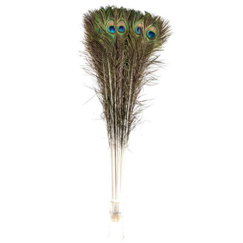 Hgshow 25 Pcs Bleached & Dyeing peacock feathers Long pole 25