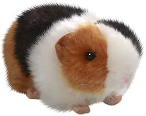 guinea pig teddy