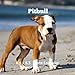 Pitbulls 8.5 X 8.5 Calendar September 2019 -December 2020: Monthly Calendar with U.S./UK/ Canadian/C by Lynne Book Press