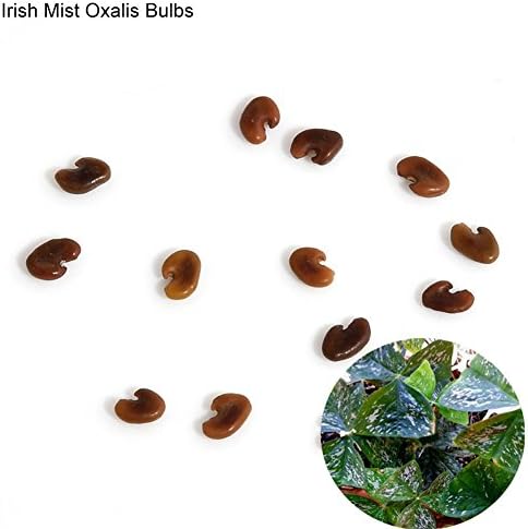 10 Pcs Shamrock Oxalis Triangularis Bulbs Easy to Plant Leaf Flower Seeds - Irish Mist Oxalis Bulbs