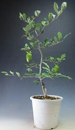 Amazon 盆栽 姫柿 花芽付き 老爺柿 ローヤガキ 仁王 大長実 の苗木 21春開花予定 花 観葉植物 フラワーギフト オンライン通販