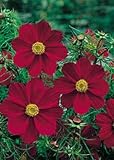 David's Garden Seeds Wildflower Cosmos Tetra Versailles DGS3276 (Red) 500 Open Pollinated Seeds
