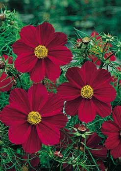 David's Garden Seeds Wildflower Cosmos Tetra Versailles DGS3276 (Red) 500 Open Pollinated Seeds David's Garden Seeds Wildflower Cosmos Tetra Versailles DGS3276 (Red) 500 Open Pollinated Seeds