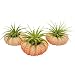 Bliss Gardens Trio Pack Air Plants with Pink Sea Urchins // Nautical // Beach // Great Gift