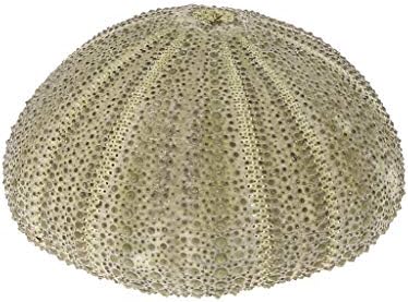Lifet Natural Sea Urchins Reptile Box Aquarium Garden Decorations DIY Craft Ornament 12.5cmx7cmx10cm/4.92inx2.6inx3.94in Wie Bilder Gezeigt