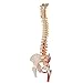 3B Scientific A58/7 Painted Deluxe Flexible Spine w/ Femur Heads-painted muscl - 3B Smart Anatomy