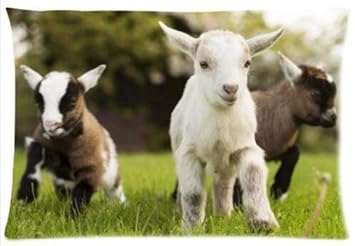 Amazoncom Soft Pillow Covers Decorative Case Standard Size 20x30