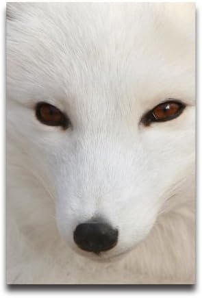 Fox Wallpaper Customized Home and Office Derco photographic paper Posters 20"x 30"