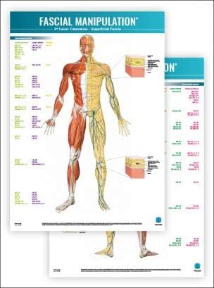 FASCIAL Manipulation 3rd Level Poster: Catenaries • Superficial Fascia