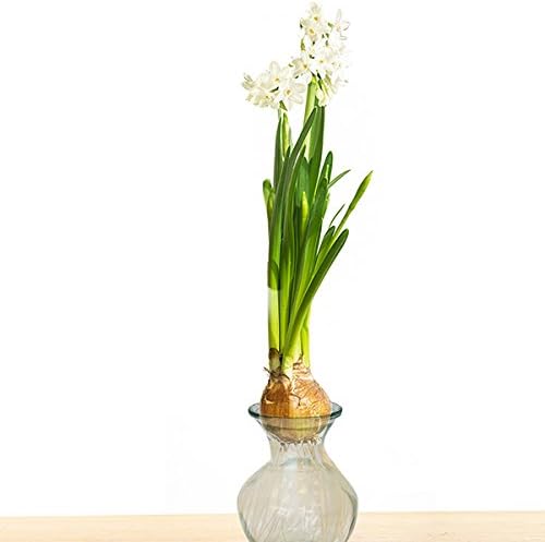 Van Zyverden Paper White Kit - with Clear Artisan Glass