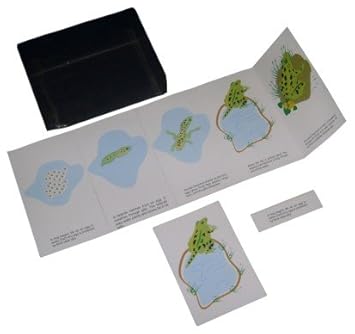 Kido Toys Zoology: Lifestory freize of a frog