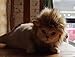 OaaXbbECco Lion Mane Wig for Cat Costume (Light Brown, Medium)