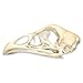 Real Chicken Skull - Perfect