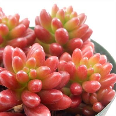 Amazon Seセダム 虹の玉 多肉植物 セダム 2 5号鉢 観葉植物 オンライン通販