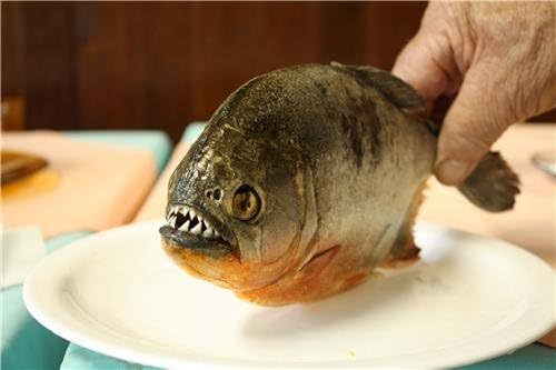 Amazon Com Piranha Glossy Poster Picture Photo Pirana Sharp Teeth Fish Scary Cool Bite Prints Posters Prints