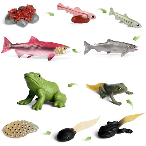 SIENON 10pcs Animal Life Cycle Figurines of Frog and Salmon Fish-Plastic  Animal Growth Cycle Kit Egg Tadpole t
