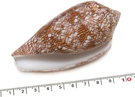 Amazon 貝殻パーツ タガヤサンミナシ 生態 採集 おもちゃ