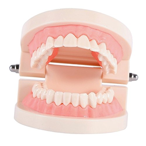 Baoblaze Teeth Teaching Model for Child Oral Tooth Care Model Adult Teeth Gums - Thumbnail 6