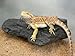 MagNaturals 37092 Rock Ledge, Medium, Granite