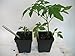 48 Transplant/Seedling Plastic Pots (3.25 Inch) and Transplant Tool (Bundle of 2) Total 49 Pieces