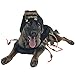 Midlee Scary Spider Dog Costume (Small)