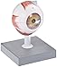 EISCO Human Eye Model - 3X Enlarged - 7 Parts Labs