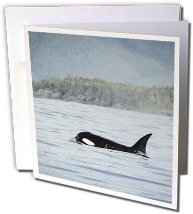 3dRose gc_135022_2 6 x 6-Inch "British Columbia/Vancouver Island/Clayoquot/Orcas Whales Cn02 Mfr0016 Mfr" Greeting Card - Image 3