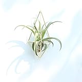 Rustic Wall Mount Hanging Triangular Geometric Metal Tillandsia Air Plants Holder Rack Black Wall Accent Decor (gold)