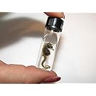 Bicbugs, LLC REAL SEAHORSE SEADRAGON PRESERVED IN VIAL WET SPECIMEN