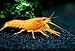 Aquatic Arts 1 Juvenile Neon Red Crayfish | Live Freshwater Aquarium Lobster/Crawfish/Crawdad/Real Living Fish Tank Pet