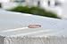 espere CZ Paved Stackable Eternity Ring Diamond Wedding Band in Rose Gold Size 7