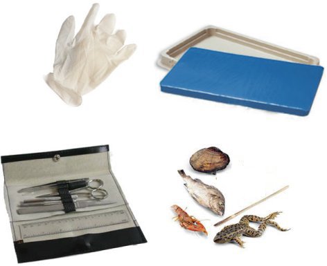 Student Dissection Kit - Thumbnail 3