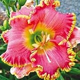 Diva's Choice Daylily Day Lily Certified 5 Seeds Hemerocallis #2856 Item Upc#650348692445