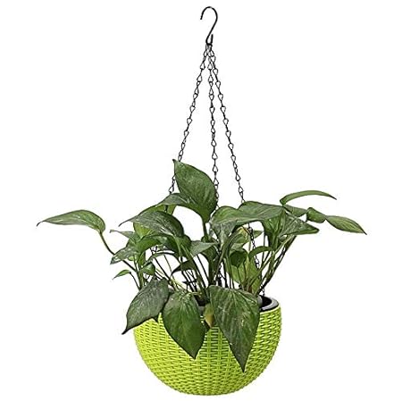 Antier (Dark Green) Hanging Rattan Chain Waven Flower Basket Pot Plant Holder Home Balcony Decor (Pack of 2)