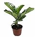 Hirt's Fiddleleaf Fig Tree - Ficus - Great Indoor Tree - Easy - 6" Pot primary