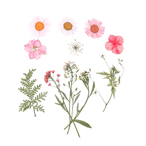 Aunifun Real Dried Pressed Flowers Assorted Colorful Daisies for Art Craft DIY Silicone Coaster Resin Molds - Thumbnail 2