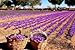 Indus Organics Saffron Strings, Grown in Kashmir Mountains, 1 Gm, Premium Grade, Hand Selected, Freshly Packed
