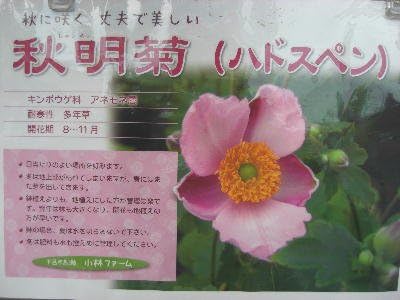 Amazon 秋明菊 ピンク花 3 5号サイズ苗 花 Amazon 秋明菊 ピンク花 3 5号サイズ苗 花