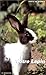 Votre lapin by 