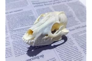 FGRID Animal Specimen Real Animal Skull Specimen Taxidermy Cleaned Skull Collection Fox, cat, Mink, Crocodile, Dog, Raccoon, Snake, Rabbit, Goat ，Muskrat，Nutria，Fox's paw (10pcs,Raccoon)