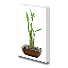 Canvas Prints Wall Art - Potted Bamboo Plant Behind a Solid White Background | Modern Wall Decor/Home Decoration Stretched Gallery Canvas Wrap Giclee Print. Ready to Hang - 12" x 18"